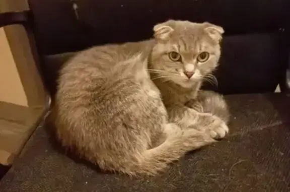 Найденные животные Ступино, фото: Найдена кошка, Овражная ул., 8, Ступино