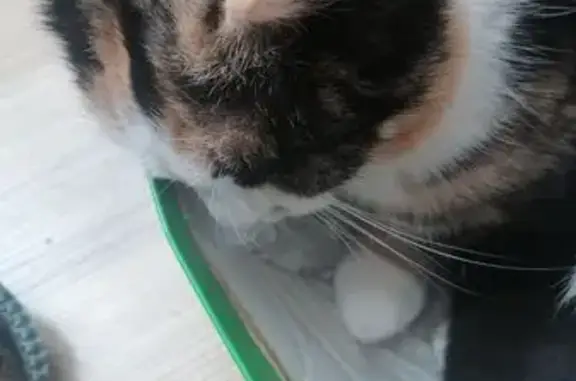 Найдена кошка, Урюпинск, фото: Пропала кошка, ул. Мотовилина 23, Урюпинск