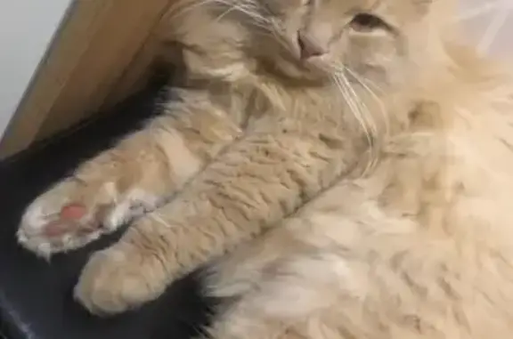 Кошки потеряшки, Мурмино, фото: Потеряшка кошка, Советская ул., Мурмино