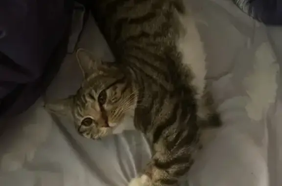 Найдена кошка, Красногорск, фото: Кошка найдена на ул. Кирова, 1, Красногорск