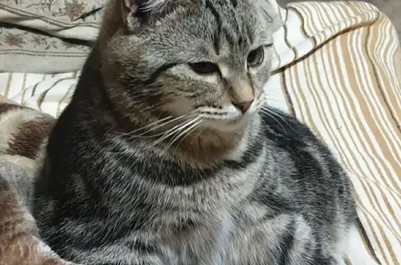 Кошки потеряшки, Елец, фото: Потеряшка кошка, ул. Мира 83, Елец