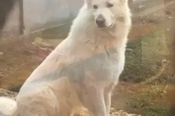 Собаки потеряшки, , фото: Потеряшка собака, Алуштинская ул. 86