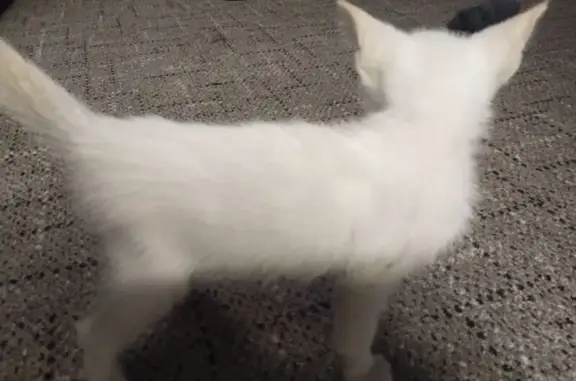 Найдена кошка, Белово, фото: Найдена кошка, Юбилейная 64, Белово