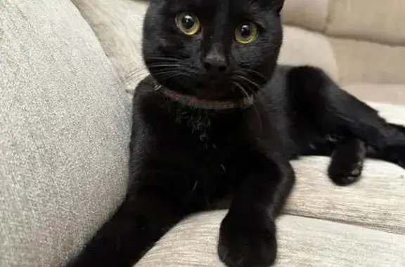 Найдена кошка, Хабаровск, фото: Кошка найдена: ул. Яшина, 40, Хабаровск