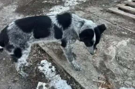 Найдена собака, Можайск, фото: Собака найдена: Спортивная ул., 2, Можайск