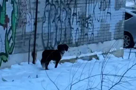 Найдена собака, ул. Ленина, 12, Хабаровск