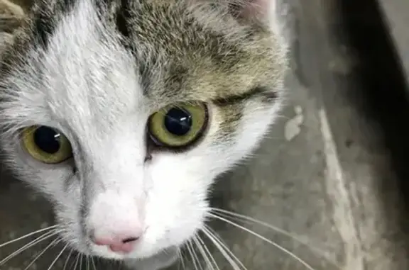 Найдена кошка, Троицкий, фото: Кошка найдена, Бажова 22, Троицкий