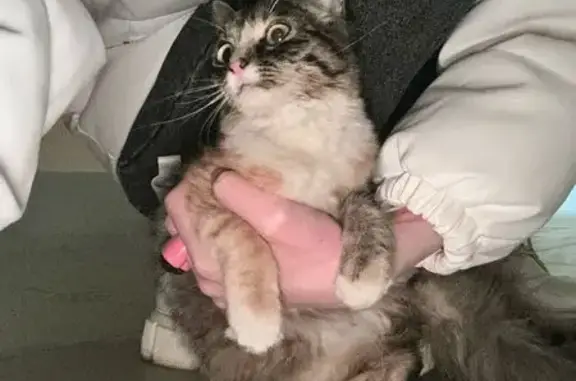 Кошка найдена, ул. Бондаренко, 19, Тула
