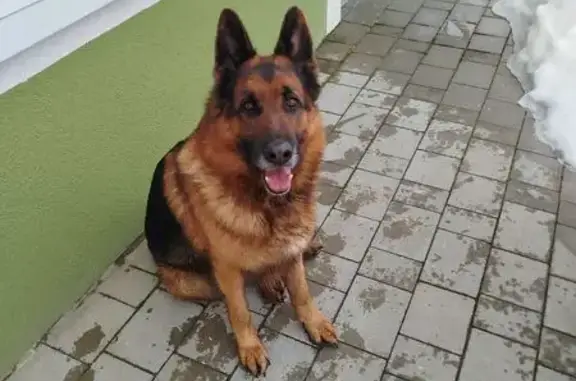 Найдена собака, , фото: Собака найдена: Изумрудная ул., Голубево