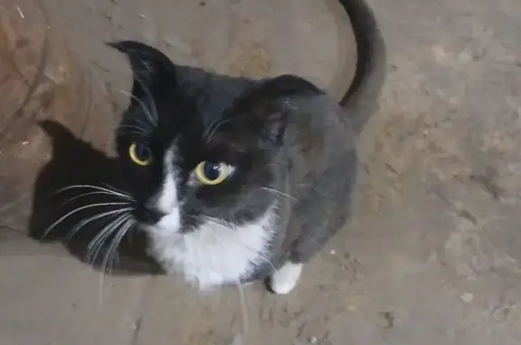 Котик найден, ул. Чайковского, Чита