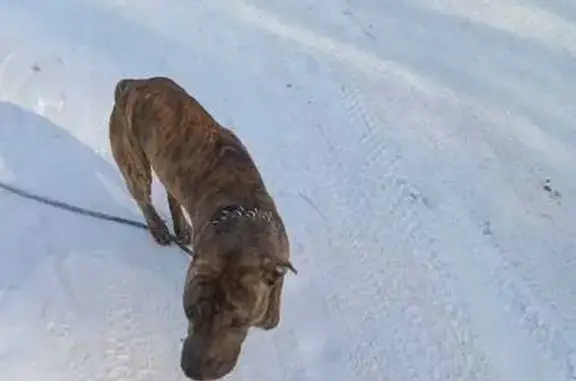 Найденные животные Липецк, фото: Найдена собака, ул. Гидромеханизации