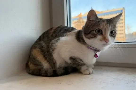 Кошка найдена: ул. Нечаева, 50, Чита