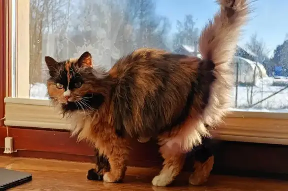 Найдена кошка, Смоленская область, фото: Найдена кошка в Мальцево, Смоленская обл.