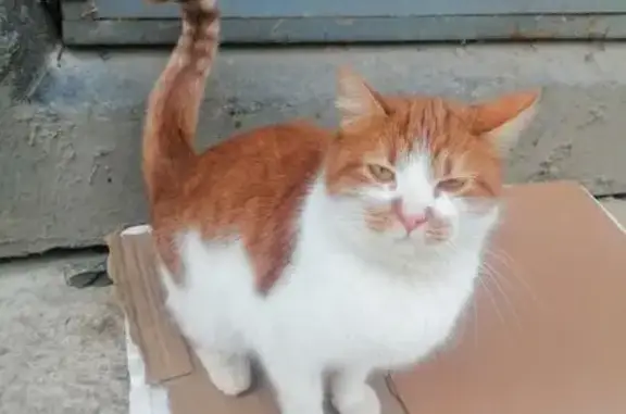 Найденные животные Великий Новгород, фото: Кошка найдена: Псковская ул., 16, Вел. Новгород