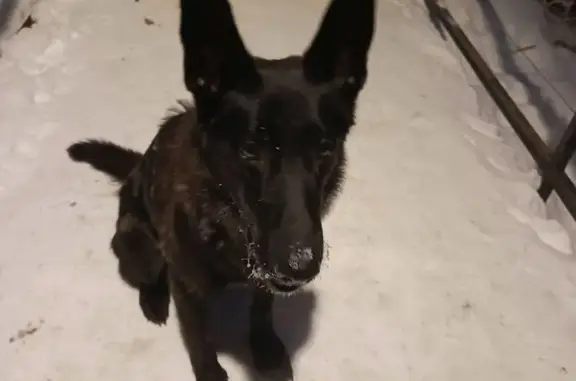 Объявления о пропавших и найденных животных, Пермь, фото: Найдена собака на ул. Моторостроителей