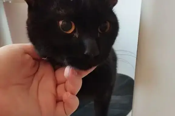 Найден черный кот, ул. Бородина, 54, НСК