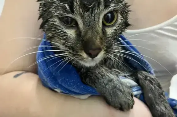Найдена кошка, Саратов, фото: Кот найден у ул. Батавина, 10, Саратов