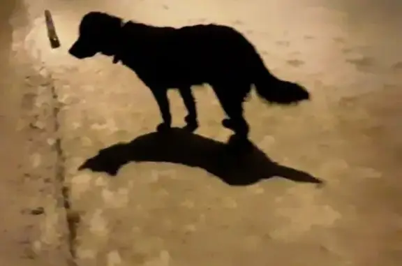 Найдена собака, Казань, фото: Собака найдена: Беломорская ул., 79, Казань