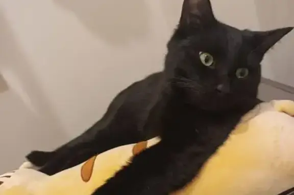 Кошки потеряшки, Лосино-Петровский, фото: Потеряшка кошка, Лосино-Петровский, МО