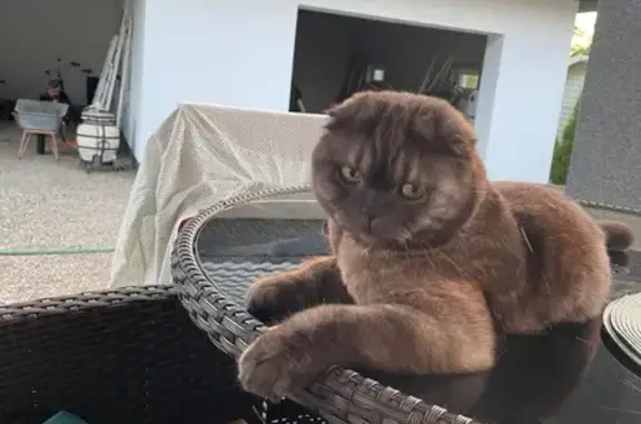 Кошки потеряшки, Брест, фото: Потеряшка кот, Бульково