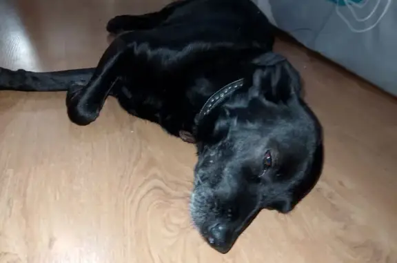 Найдена собака, Ростов-на-Дону, фото: Найдена собака, ул. Города Волос, Ростов-на-Дону