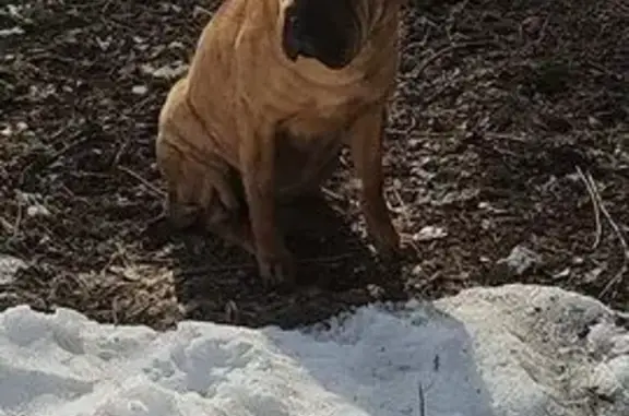 Найдена собака, Лузино (омский), фото: Шарпей найдена на Майорова, 18, Лузино