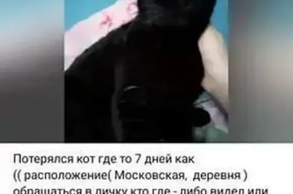 Пропал черный кот, Багерово, ул. Московская 21