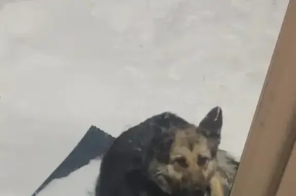 Собака найдена в Плишкино, ул. Парковая