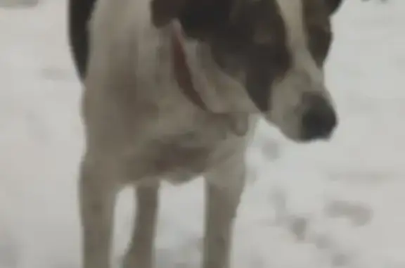 Найдена собака, Москва, фото: Найдена собака, ул. Юности, 5, Москва