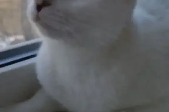 Найдена кошка, Кохма, фото: Кошка найдена: ул. Кочетовой, 28/7, Кохма
