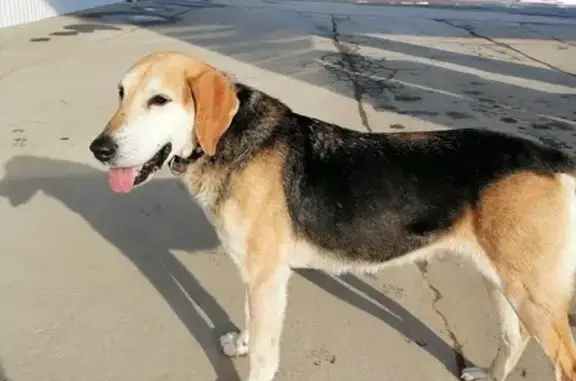 Гончак найден у Змей Горыныч, Юбилейная 6А