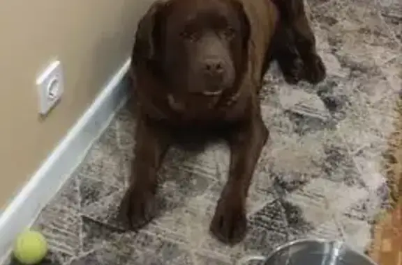 Найдена собака, Казань, фото: Лабрадор найден у Академика Парина, 6