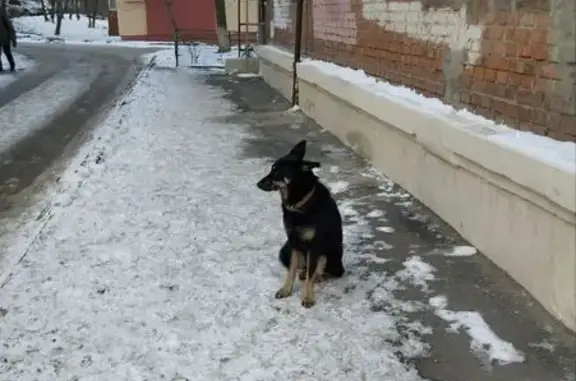 Найденные животные Ростов-на-Дону, фото: Собака найдена: Забайкальский пер., 7/6