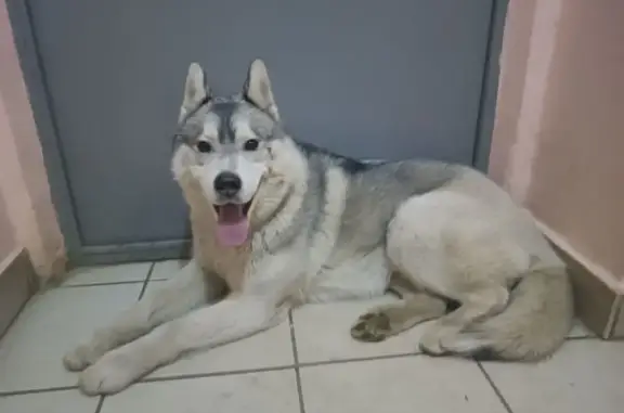 Найденные животные Зеленый Курган, фото: Найдена собака, Школьная ул., 15, Зелёный