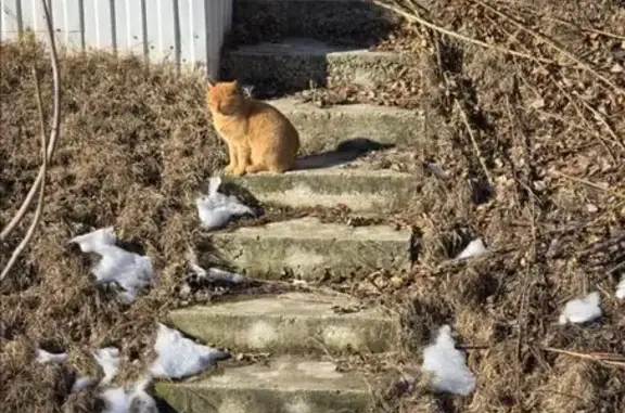 Кошка найдена, Казахстанский пер., 11, Ростов-на-Дону