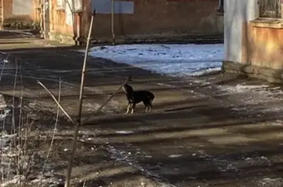 Найдена собака, Ярославль, фото: Тойчик найден, Большая Техническая 15, Яр.