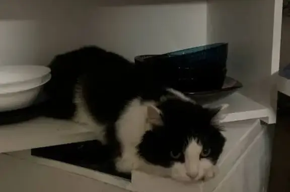 Найдена кошка, Бавлы, фото: Кошка найдена: ул. Пушкина, 23, Бавлы