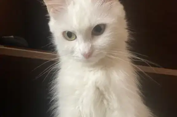 Кошки потеряшки, Нахабино, фото: Потеряшка белая кошка, Красноармейская 4