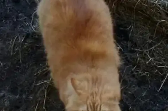 Кошки потеряшки, Олонец, фото: Потеряшка кот, Красноармейская 4, Олонец