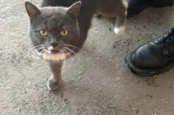 Кошка ищет дом, площадь Ларина, Ростов-на-Дону