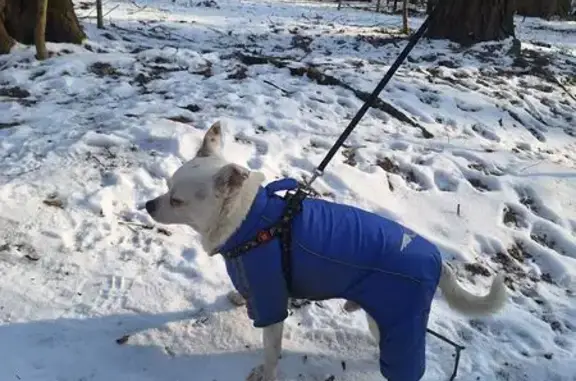 Найдена собака на Экотропе, Москва