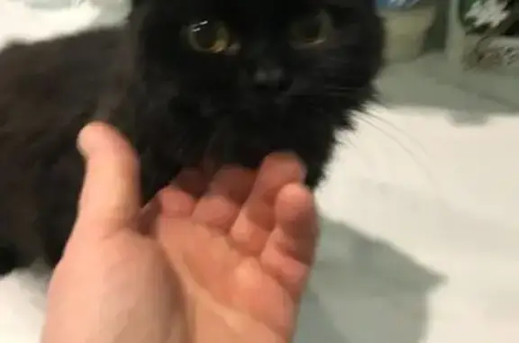 Чёрный котёнок найден на ул. Карпова, Тула