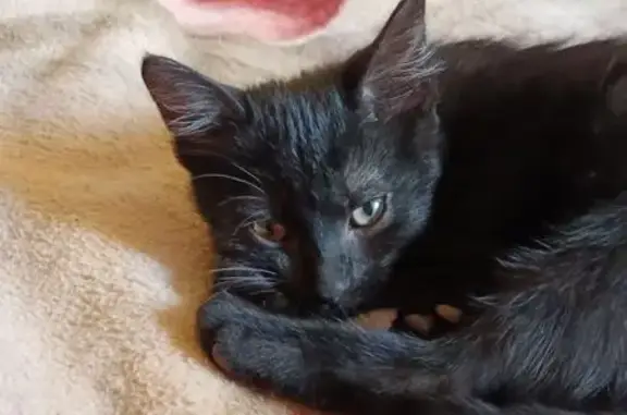 Кошки потеряшки, Шуя, фото: Потеряшка кот Тёма, Васильевский тракт, Шуя