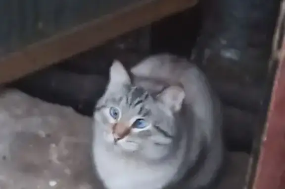 Найдена кошка, г. Н. Новгород, район Цветов