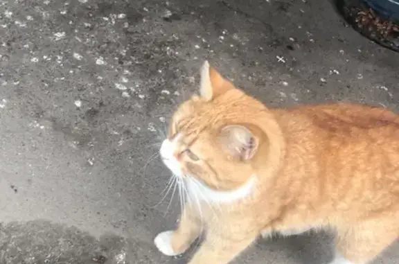 Кошка найдена: Интернациональная, 69