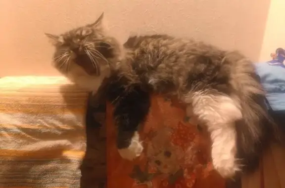 Кошки потеряшки, Пушкин, фото: Потеряшка кошка, Кадетский бул., 21, Пушкин