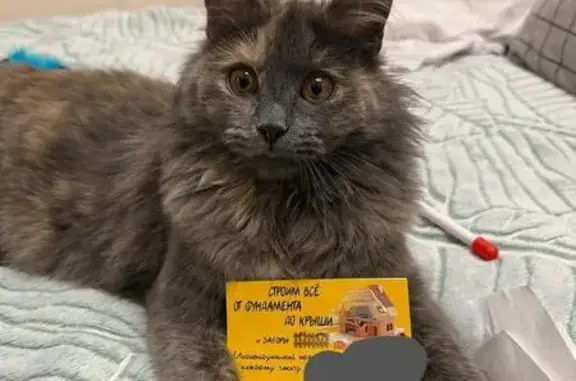 Потерянные животные Тверь, фото: Пропала кошка, Новая ул., 4, Тверь