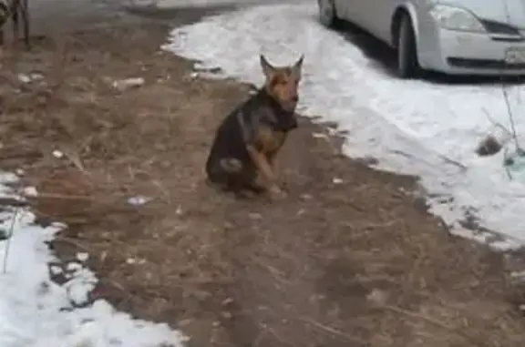 Найдена собака, Петрозаводск, фото: Найдена собака на Перттунена, 8, Петрозаводск
