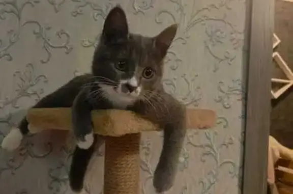 Кошки потеряшки, Орск, фото: Потеряшка кошка, ул. Васнецова, 5, Орск