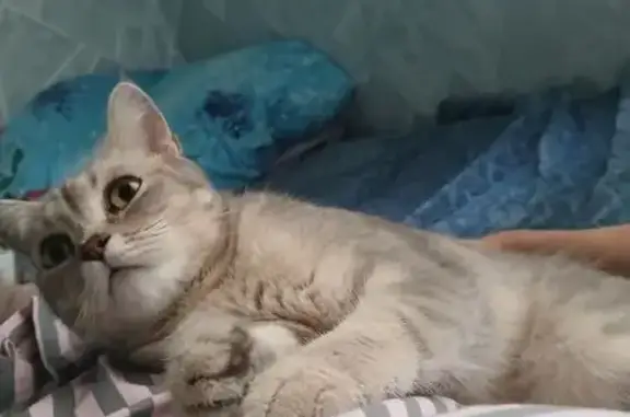 Кошки потеряшки, Йошкар-Ола, фото: Потеряшка шотландская кошка, ул. Эшпая 155